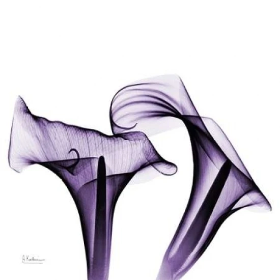 Violet Calla Twins Poster Print by Albert Koetsier (12 x 12)