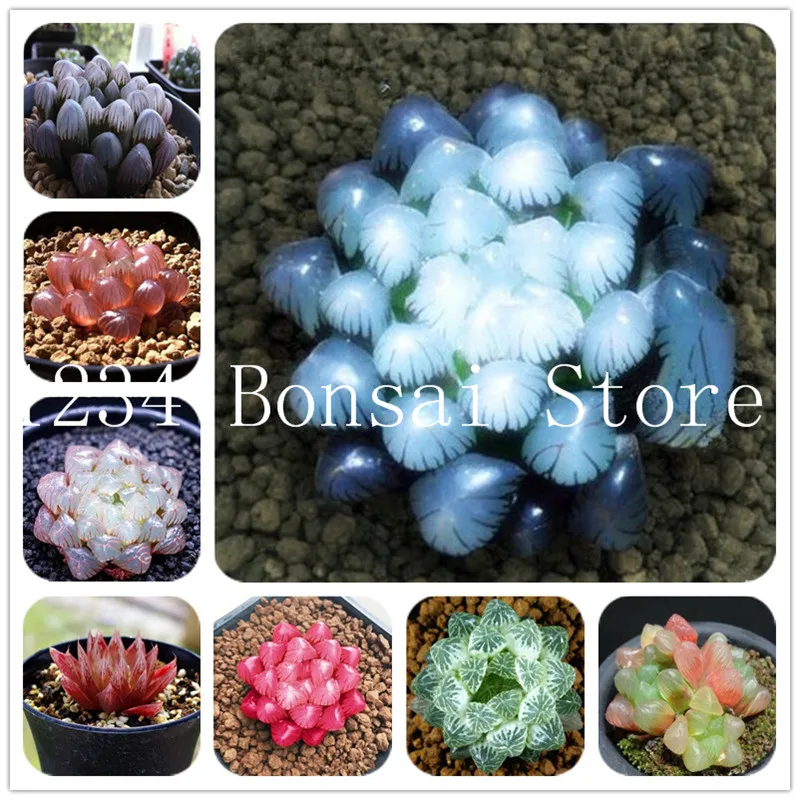 

300 pcs Mixed lithops bonsai rare succulent plants as flower plant Pseudotruncatella Living Stone bonsai mini garden plant