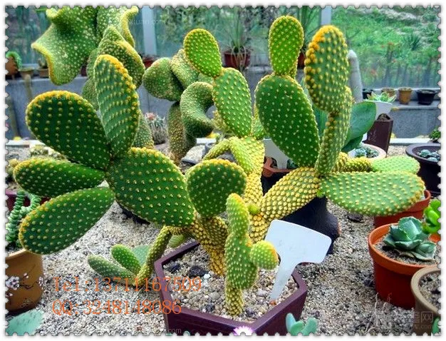 Hot Ing Diffe Kinds Artificial Plant Factory Price Hot Ing Diffe Kinds Artificial Plant Factory Price Cactus Plastic