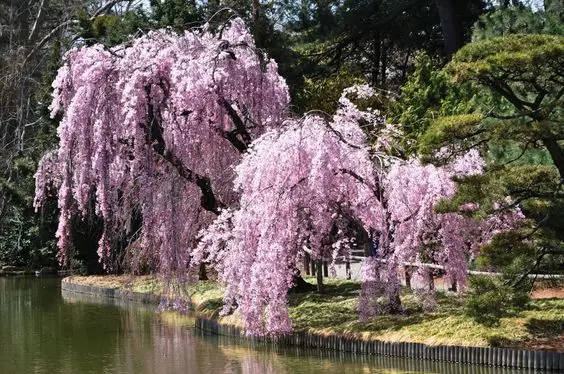 20pcs / bag Fountain Weeping cherry tree, DIY family garden Shrub tree Cherry tree plant, garden Ornamental plant Bonsai