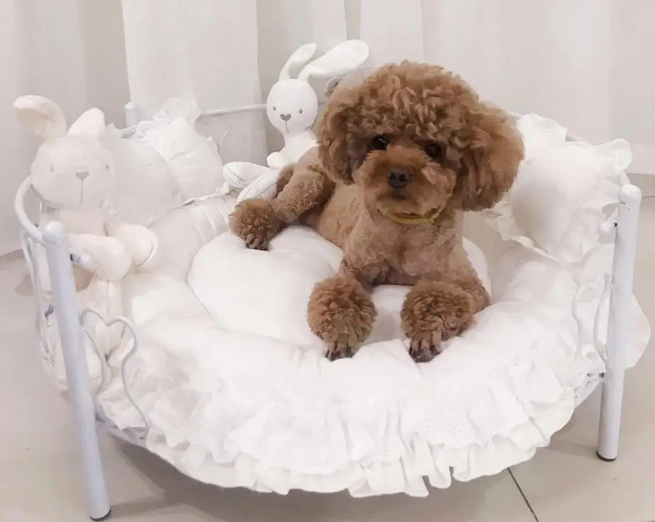 

Pet Dog Bed Mats Round Puppy Pads Cat Sofa Pet Bed Sleep Teddy Cat Puppy Soft House Fall Winter Nest Kennel Drop Shipping