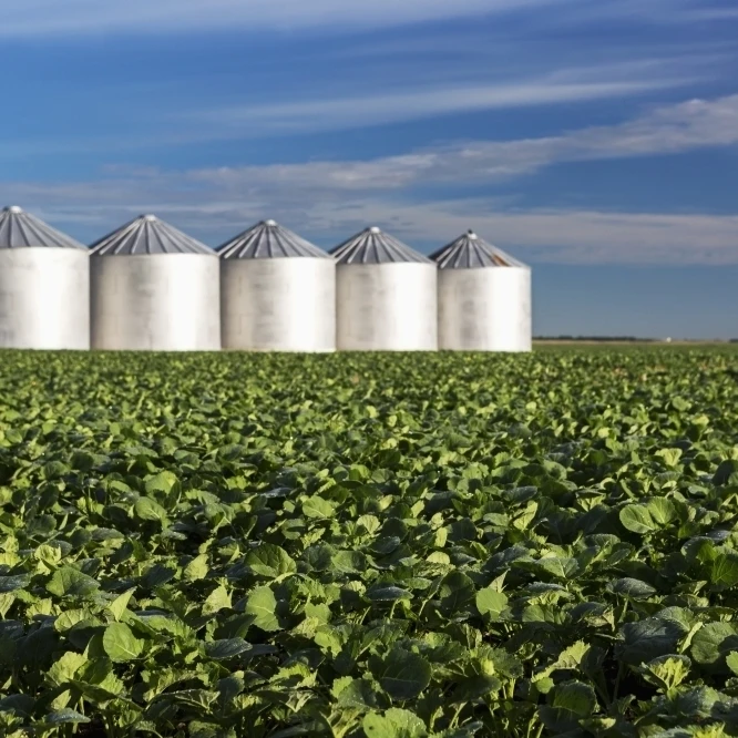 Mid growth canola field with clouds and blue sky  and metal grain bins in the background; Alberta  Canada (19 x 12)