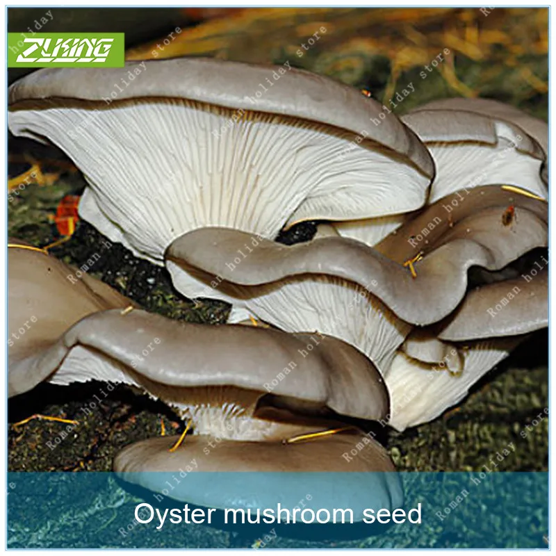 

ZLKING 100pcs Delicious Mushroom Bonsai Edible Green Organic Health Vegetables Interesting Easy to Grow Edible Fungi