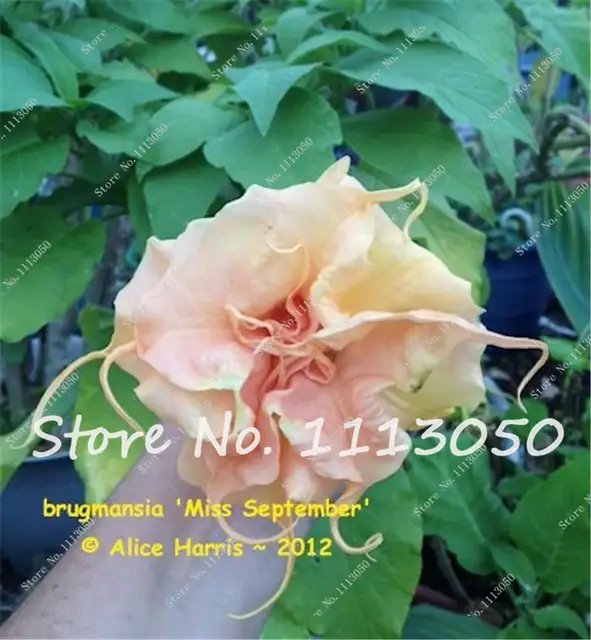 012 80 De Réduction100 Pièces Arc En Ciel Brugmansia Datura Bonsaï Nain Brugmansia Ange Trompettes Bonsaï Fleur Arbre Plante En Pot Rare Pour La