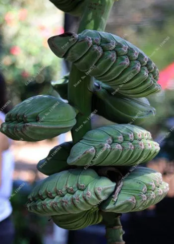 100 Pcs Dwarf Banana Bonsai, Mini Tropical Fruit Tree, Pink Banana Balcony Sementes Da Fruta For Home Planting, 95% Germination