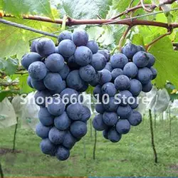 Plantas naturales 30 шт. виноградные фруктовый сад бонсай, негмо органические фрукты вкусные Виноградная лоза завод лучший подарок для ребенка