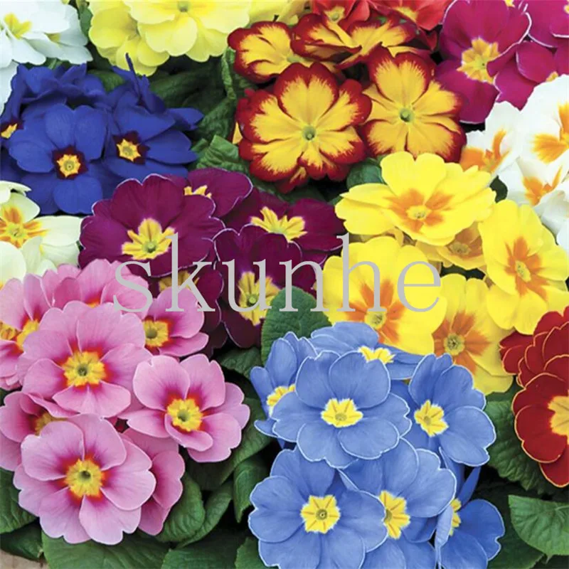 Beste Europese Primula bonsai Herfst Ingemaakte Bloem Soorten Balkon Tuin Landschap Bloem bonsai Primrose 20 stks (ou zhou bao chun)