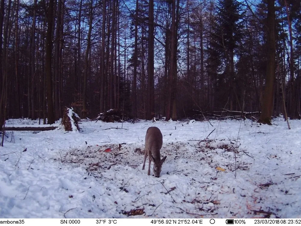 Gps 4 г mms-камера для охоты дикой природы дома наблюдения ночное видение игры дикий камера Trail WildKamera цифровой фото Chasse Hunter