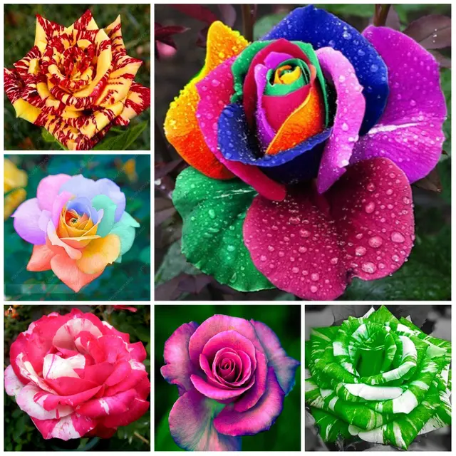 200pcs Rare Rose Plants Beautiful Rainbow Garden Flowers 200pcs Rare Rose Plants Beautiful Rainbow Garden Flowers Plantas Para Jardin Bonsai Tree For Decoration