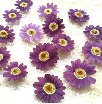 

120pcs Pressed Dried Purple Pericallis Hybrida Flower Plant Herbarium Jewelry Postcard Invitation Card Phone Case Bookmark DIY