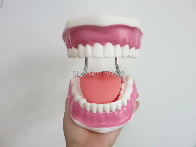Высокое качество 6 раз большой Vivid зубы модели стоматологических модель специальные украшения стоматолог клиники персонализированные