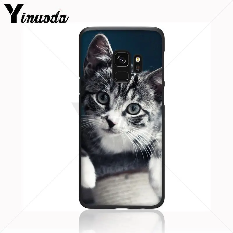 pet maine coon cat