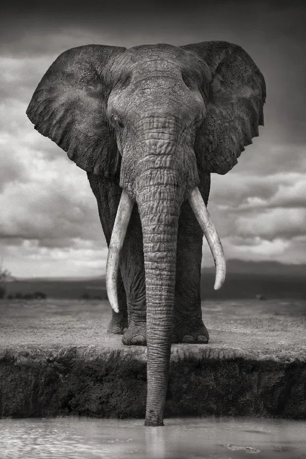 DIY frame African Wildlife Elephant Drinking Gray Photo Close up Animal