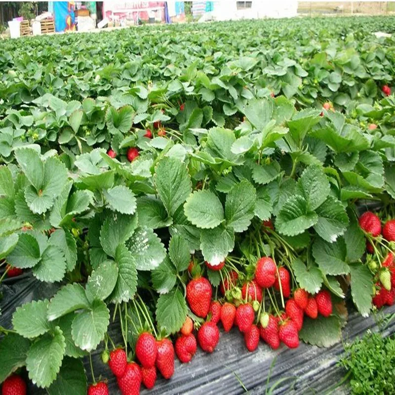 300 Альпинизм клубничный бонсай домашний сад с клубникой NON-GMO Клубника Дерево