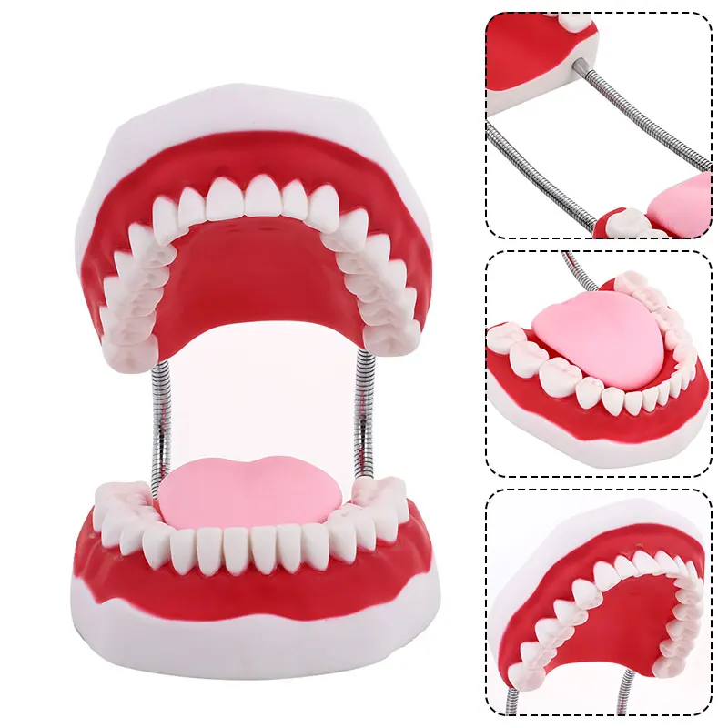 

Tooth Model PVC Doctor School Hospital Dental Clinic Nurse Durable Education Stomatology Nursing Student Kindergarten