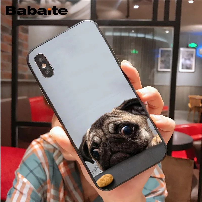 Cute lovely pug dogs animals