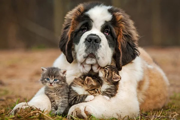 homes for happy dogs get cheap happy dogs pictures aliexpress alibaba homes for happy dogs get cheap happy dogs pictures aliexpress alibaba