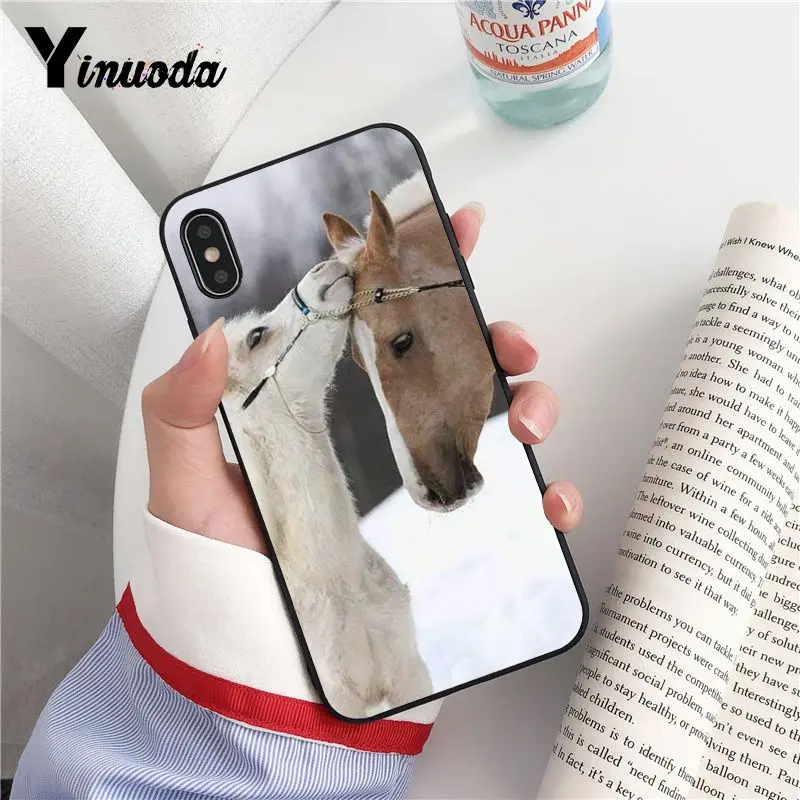 Animal Horse