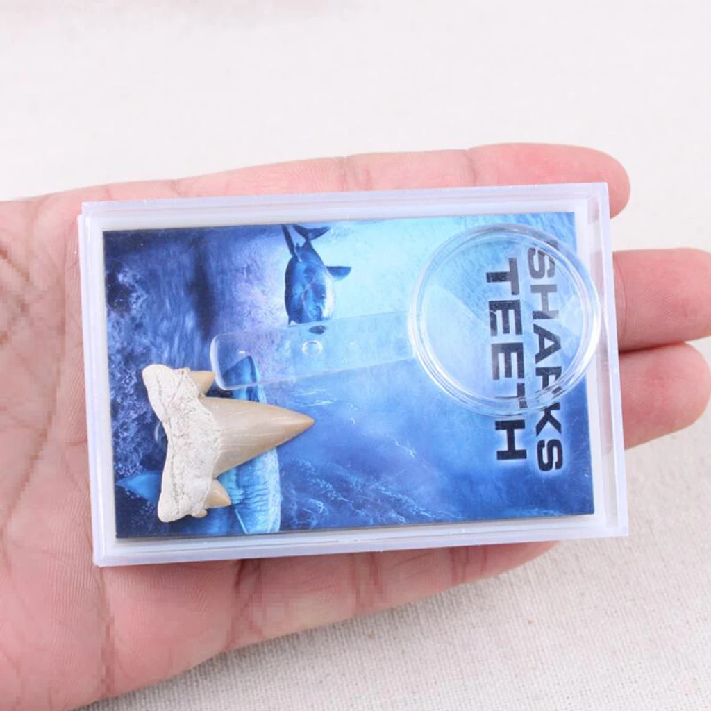 Rock Mineral Collection Shark Tooth Specimen PK506-2 Science Educational Toy