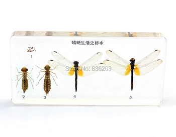 

Life Cycle of Dragonfly in Acrylic Scientific skeleton anatomy anatomical traumatic gun buy medical instruments paperweight