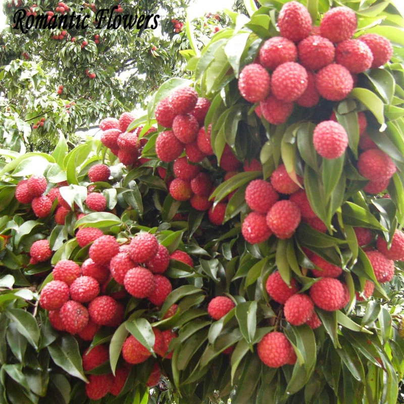 Fruit Tree Suppliers : Suppliers break down this year's tree fruit crop | 2020-04 ... - Maybe you would like to learn more about one of these?