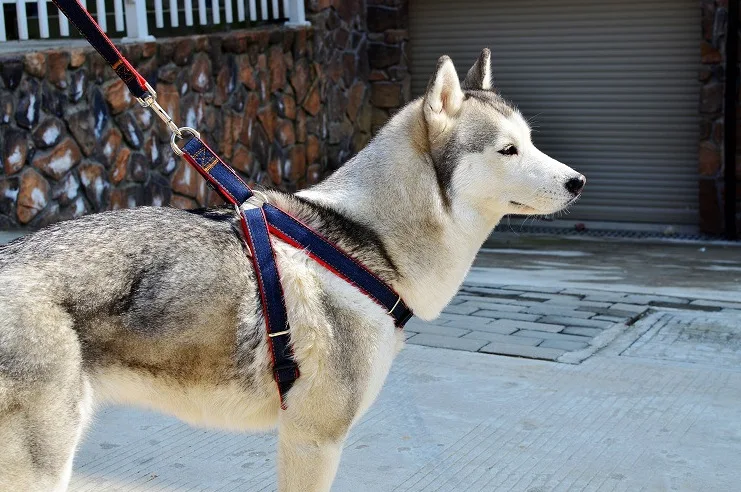 Маленький Большой пес питомец ошейник для кошки собачий золотистого ретривера