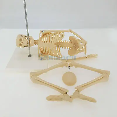 45 см телосложения мини анатомический скелет модель человека держатель для постера медицинские узнать помощи анатомия