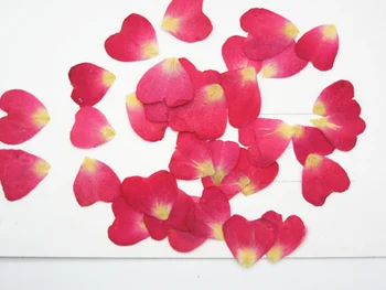 

100pcs 1cm Heart Shape Pressed Dried Rose Flower Petals For Jewelry Pendant Necklace Home Craft DIY Accessories