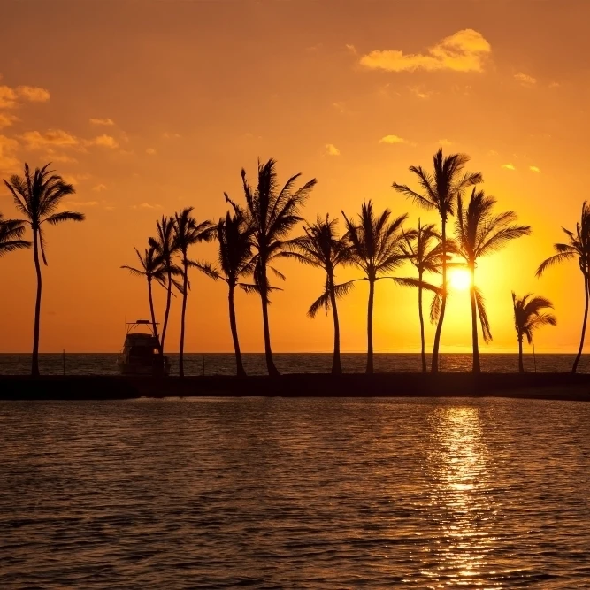 Golden sunset in an orange sky with silhouetted palm trees along the coastline; Hawaii United States of America 38 x 24