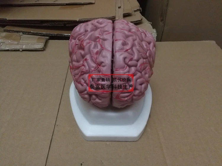 Мозговая структура Цереброваскулярная мозговая структура стволовая структура мозговой системы Анатомия мозговой модели