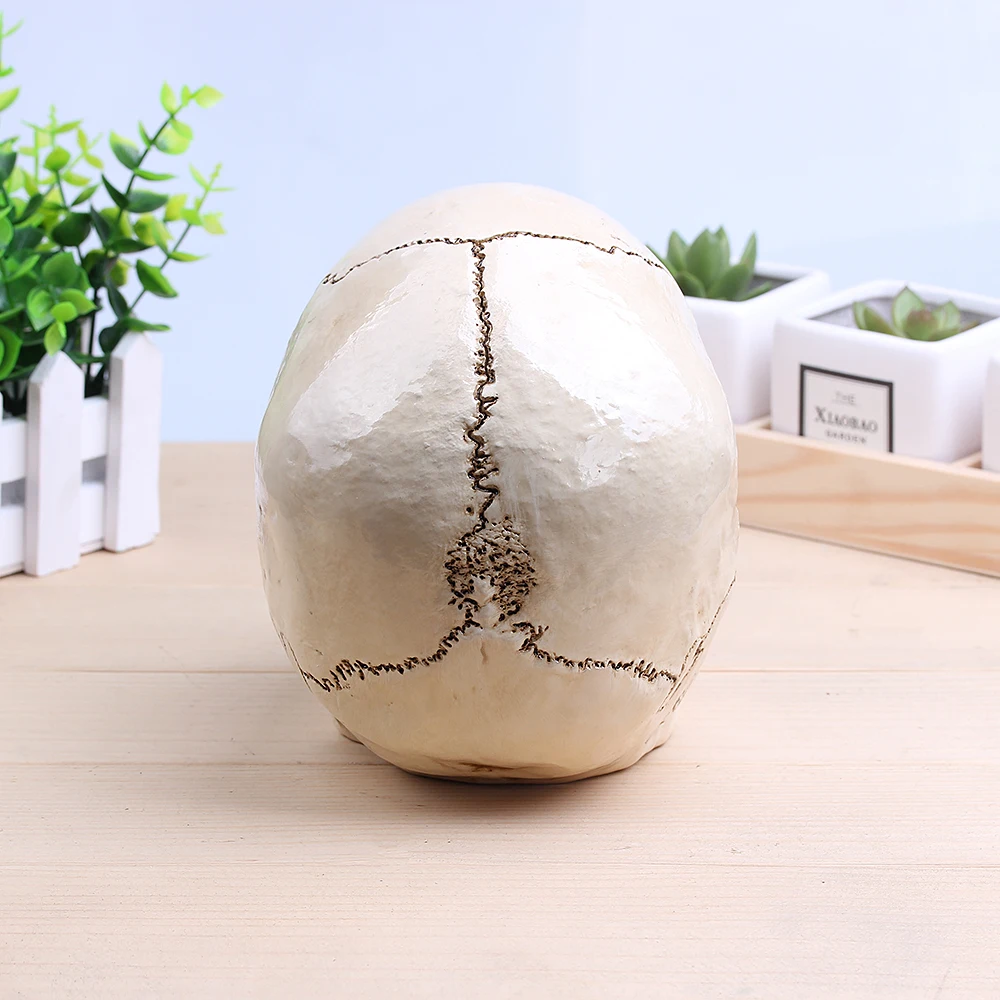 Halloween Decoration SKULL Sculpture Handmade carving Crafts 11 * 19 CM Medical Painting Model Home Ornaments|Статуи и скульптуры| |