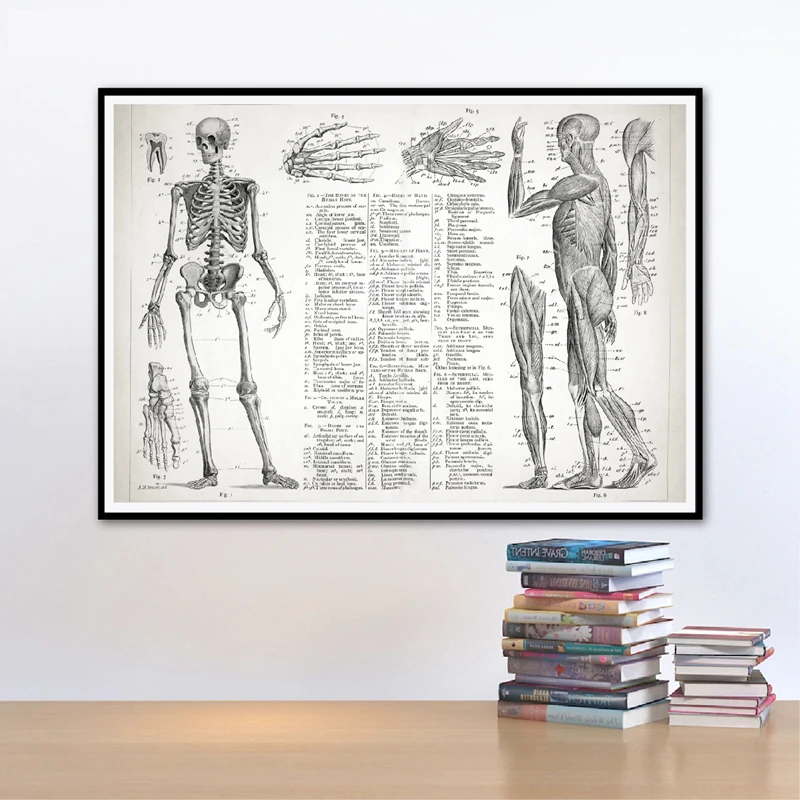 Human Anatomy Canvas Art Print