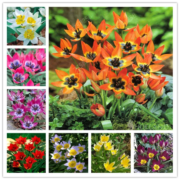 

100 Pcs Tulip Bonsai Tulip Flower Beautiful Thailand Tulipanes Flower Plant For Garden plants Flower Symbolizes Love