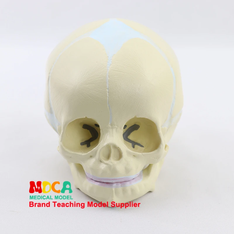 Fetal skull model infant skull bone human.skull model medical MTG002