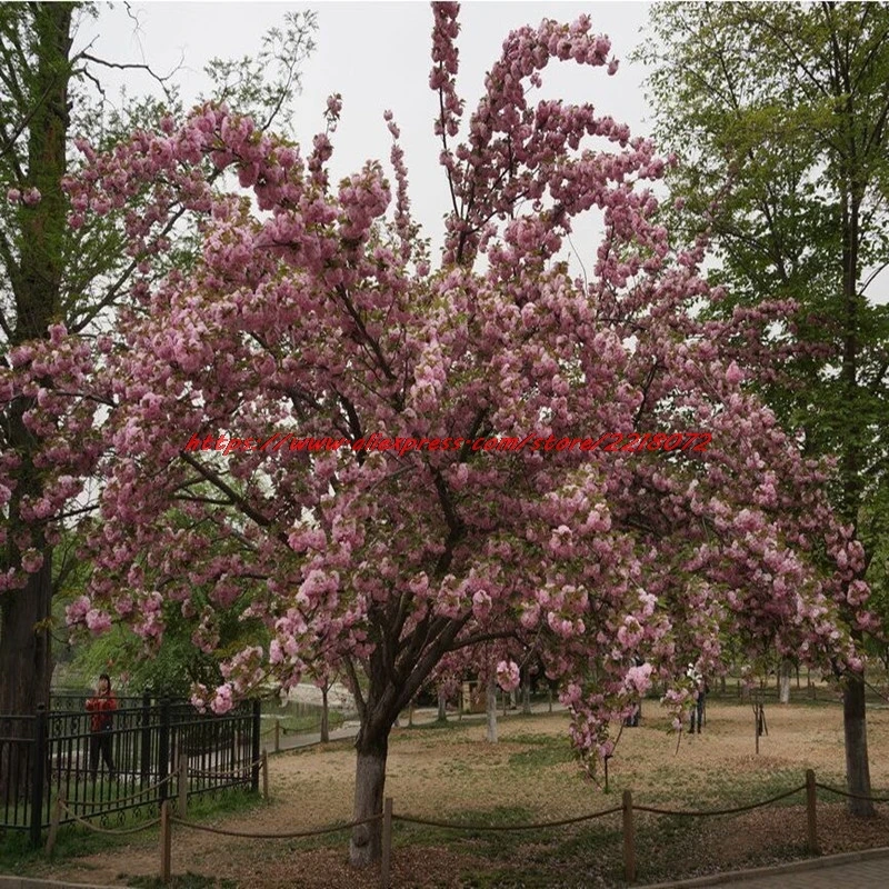 Dwarf Weeping Redbud Tree Dwarf Weeping Redbud Tree