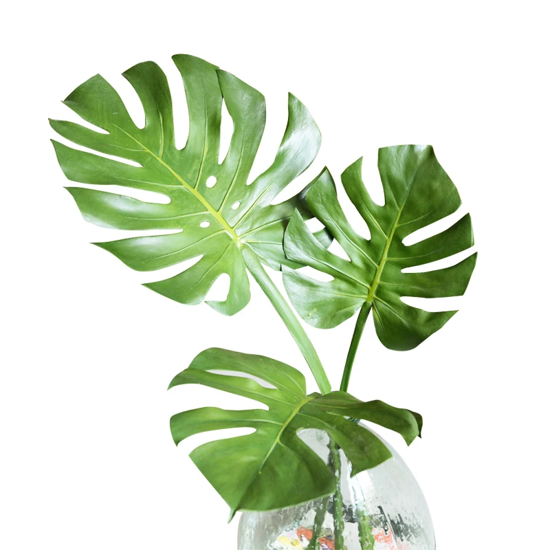 800+ Gambar Daun Tropis HD Terbaru 800+ Gambar Daun Tropis HD Terbaru