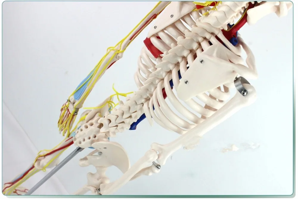 ISO сочлененный Скелет с имитацией нервов, кровеносных сосудов и сердца, скелет 85-см