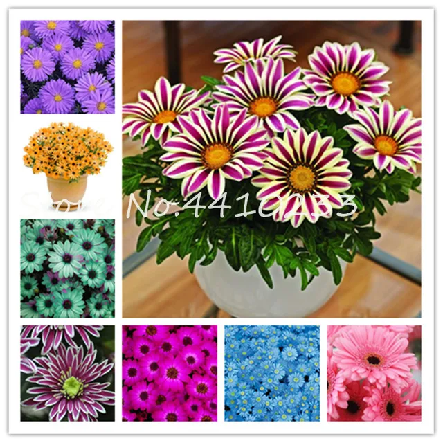 Vendita! 120 pz Bonsai Rare Giappone Margherita Terra-Cover Crisantemo Bellezza Vendita! 120 pz Bonsai Rare Giappone Margherita Terra-Cover Crisantemo Bellezza