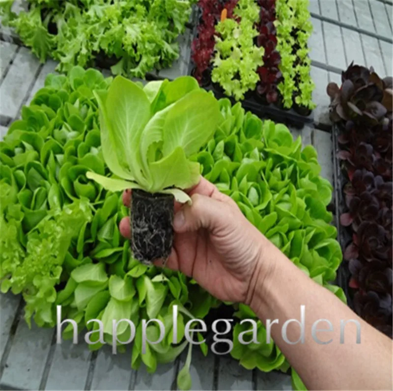 

2019 Promotion 500 Pcs Outdoor Plants Very Easy Grow Lettuce bonsai Mini Garden Vegetable plants Diy Plant Free shipping