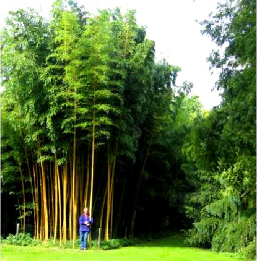 

40pcs Potted plants bamboo Bonsai Home Garden Plants Fresh green bamboo Phyllostachys aureosulcata Spectabilis