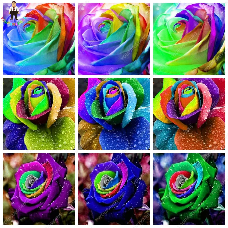 Buy 200 Pcs Rainbow Rose Seeds , Rare