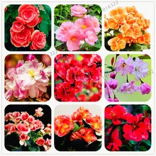 100 шт./пакет Бегония цветочных растений, Бегония Malus Spectabilis китайские декоративные садовые цветы карликовое дерево, легко растить