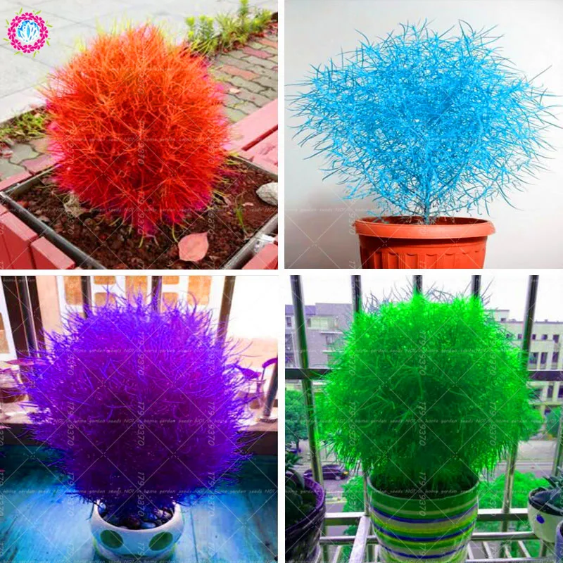 lulu mall customer care kochia scoparia