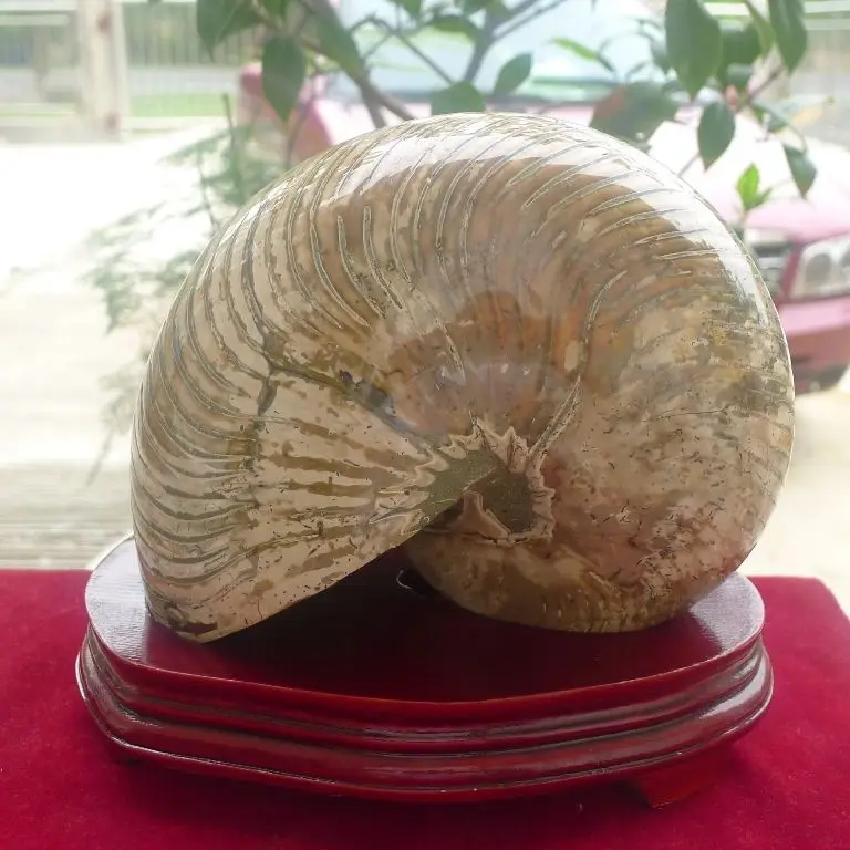 10 5lb огромный аммонитовый ископаемый мадагаскарский + подставка|fossils madagascar|fossil
