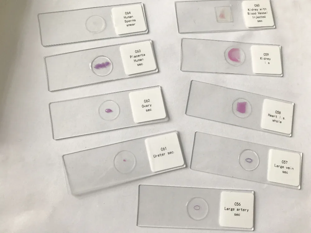 histology prepared slides (6)
