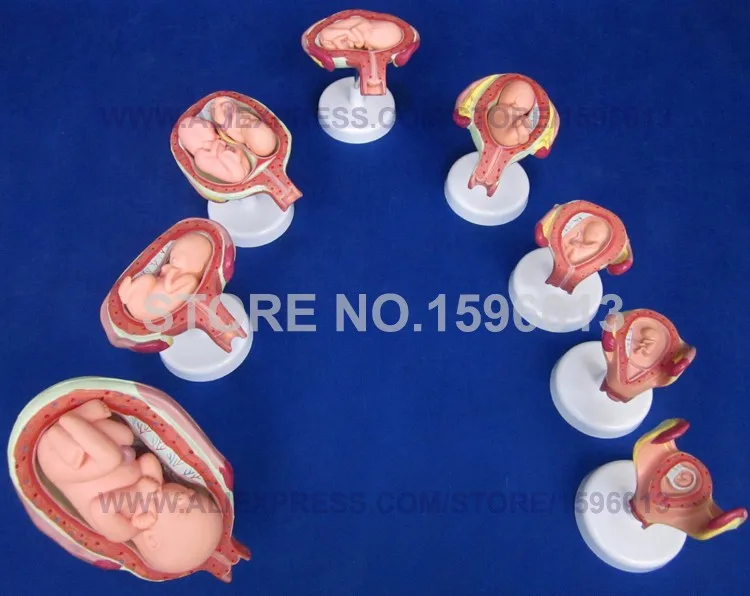 414 fetus development model (7)