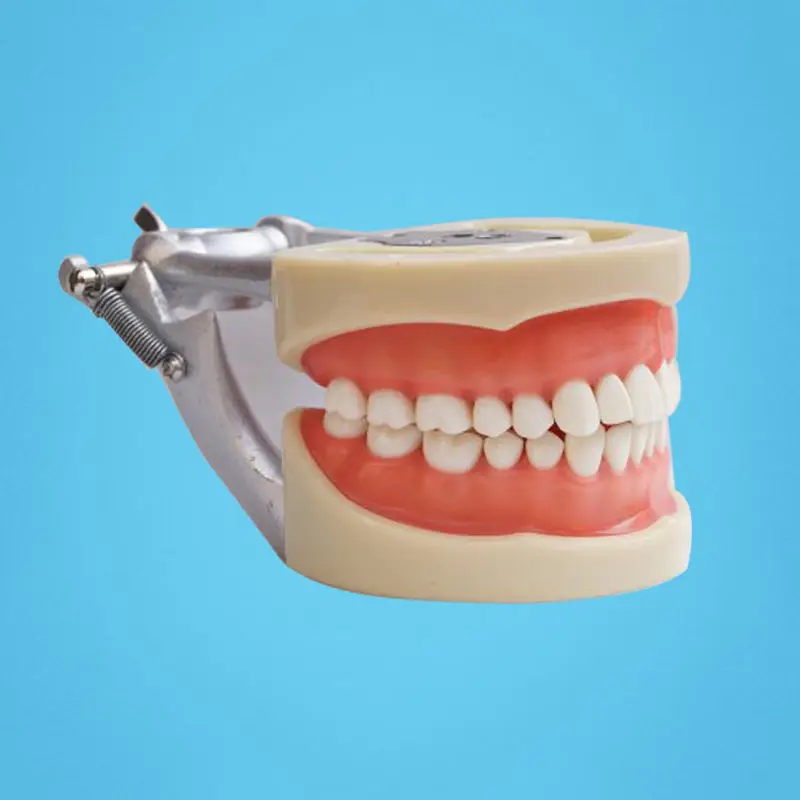 Зубы обучающая Модель Стоматологическая мягкая гингива 200H тип съемные зубы
