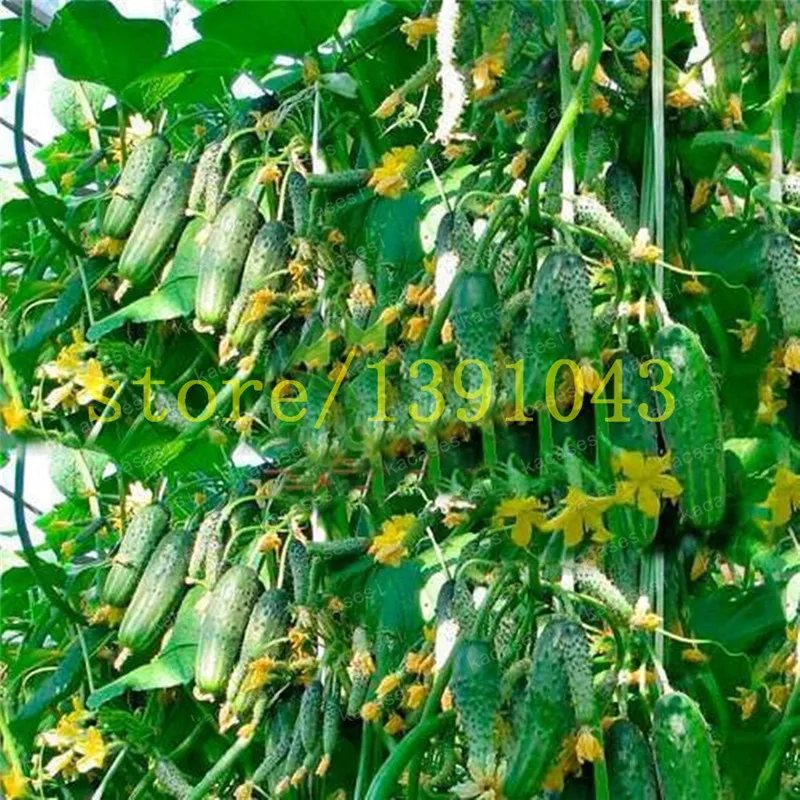 50pcs/bag mini cucumber Bonsai,Miniature cucumber,Organic fruit vegetable Plantas,miniature garden,rare plants for ho