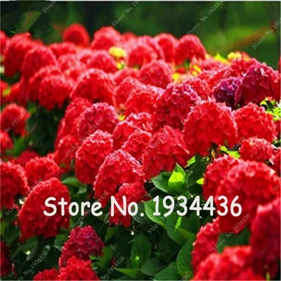 

50 Pcs Family Hydrangea Balcony Bonsai Fort Viburnum Hydrangea Macrophylla Beautiful Flower Plant For Home Garden Supplies