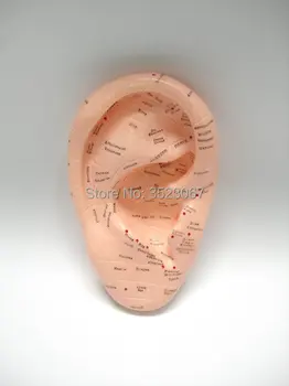 

Ear acupuncture earpins model for sale auricular application model ear acupuncture points model in trauma 17cm English version